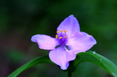 四つ葉の紫露草