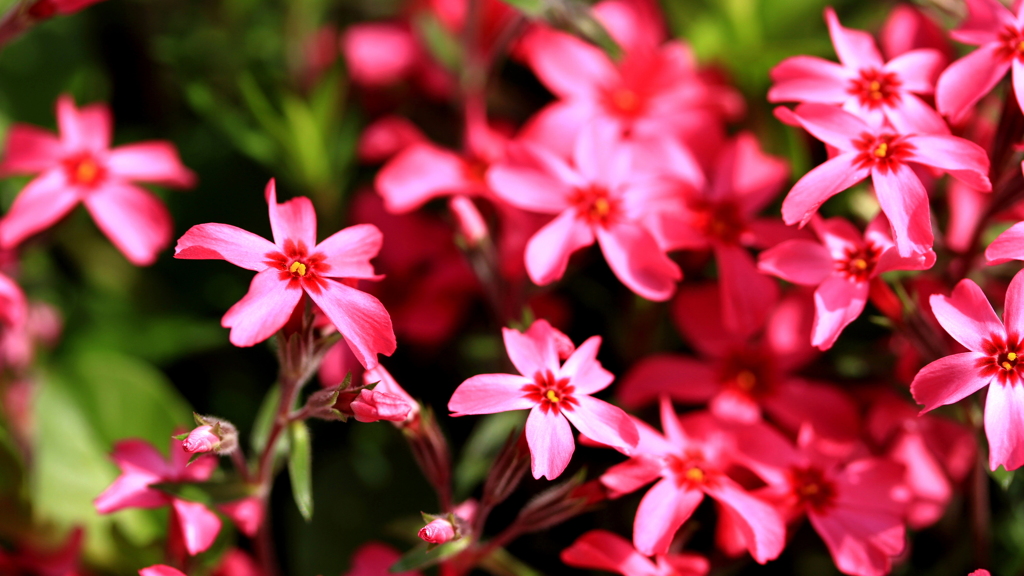 芝桜