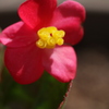 bekonia 3