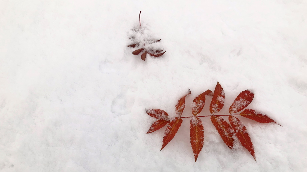 雪の降った朝は