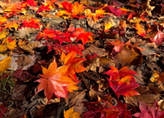 秋色の絨毯 秋色の絨毯