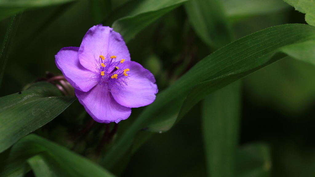 4花弁のムラサキ露草