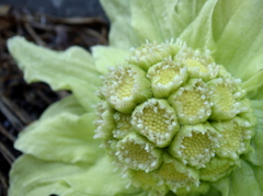 夫婦（めおと）ふきのとう 雄花