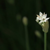 韮の花
