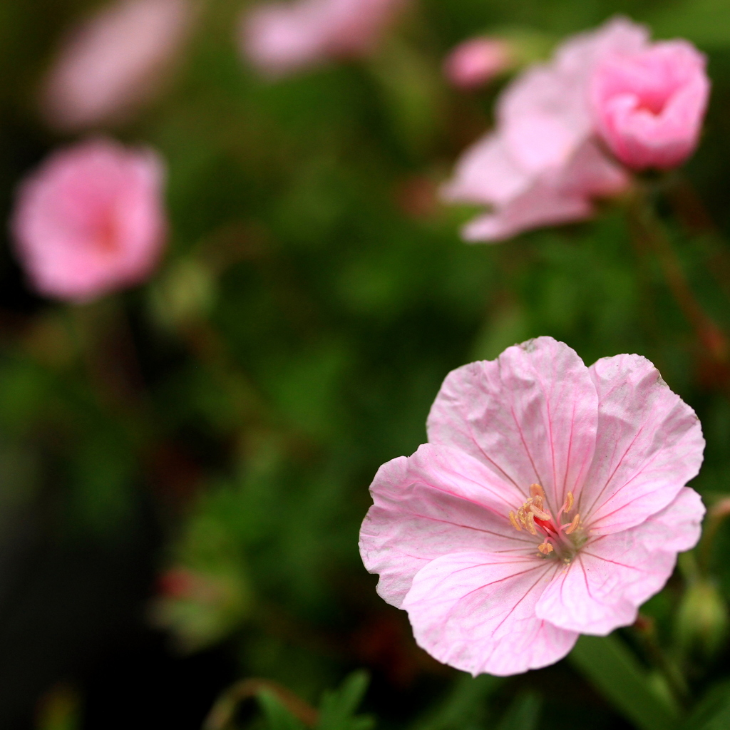 近所の花好きの、おばさんの花壇