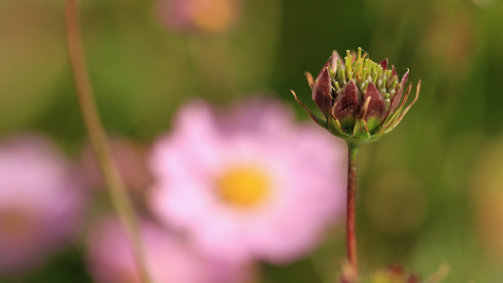 コスモスの花の後