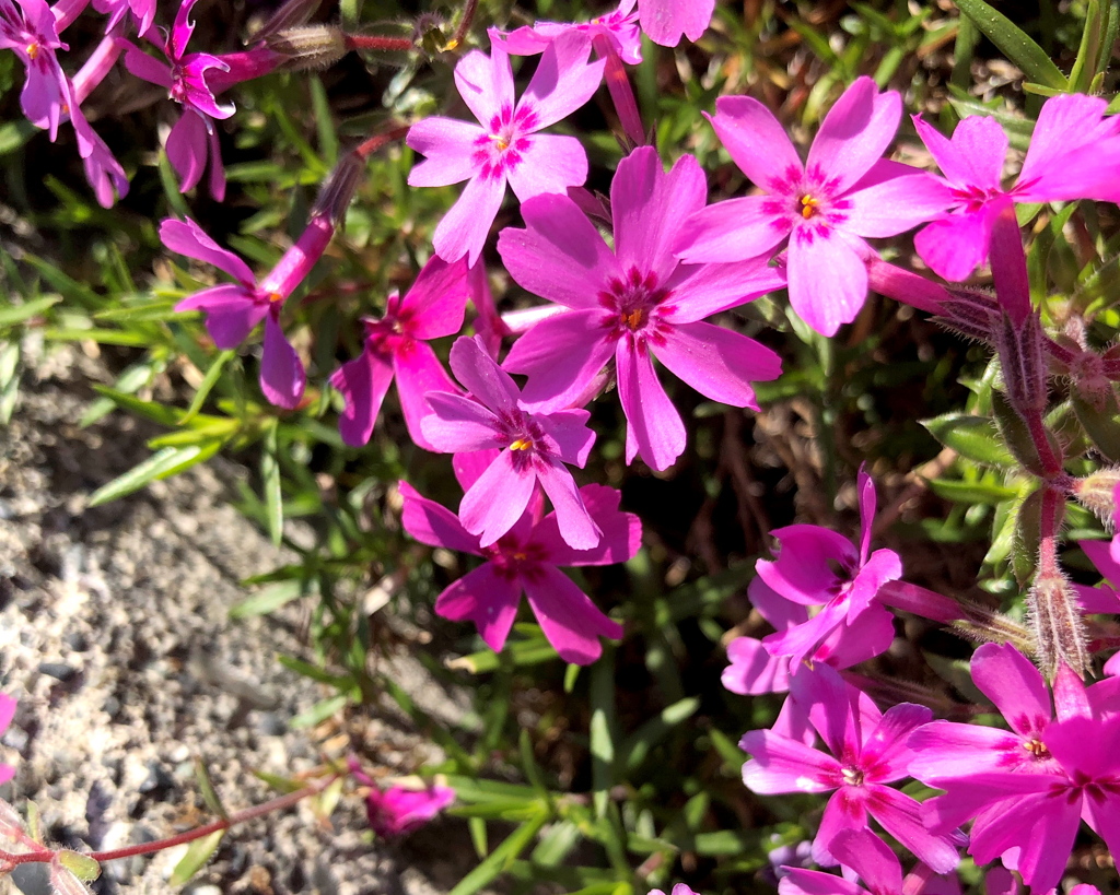 六花の芝桜