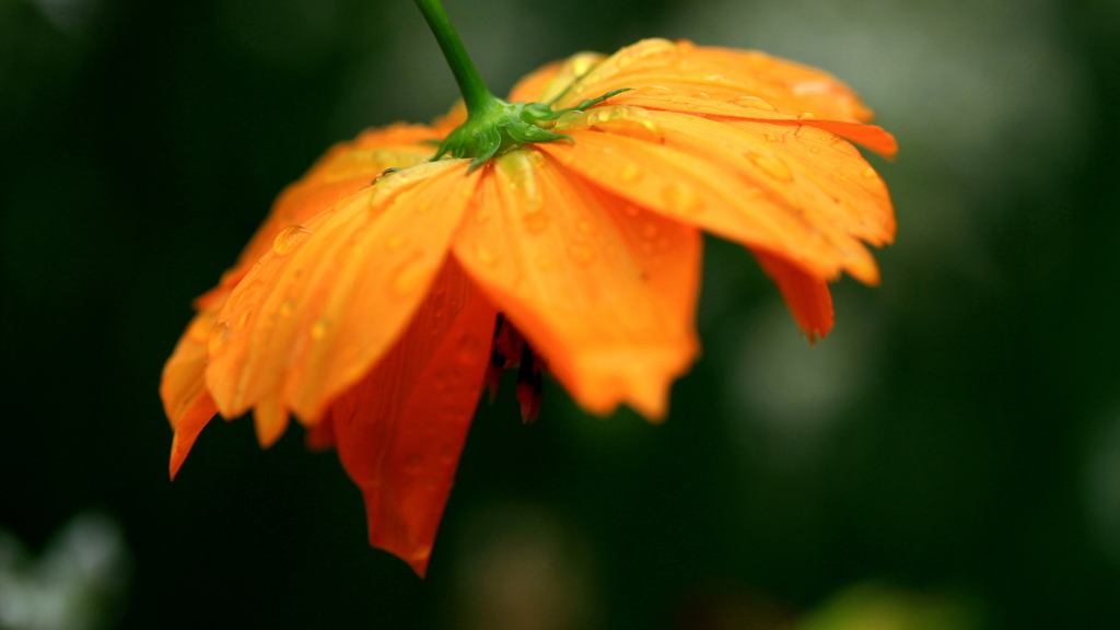 しっぽり濡れたキバナコスモス