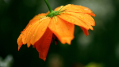 しっぽり濡れたキバナコスモス