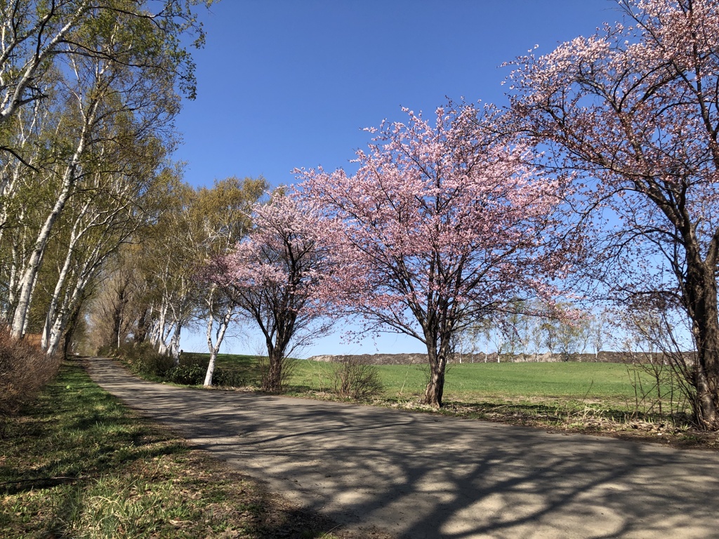 小春日和　桜