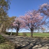 小春日和　桜