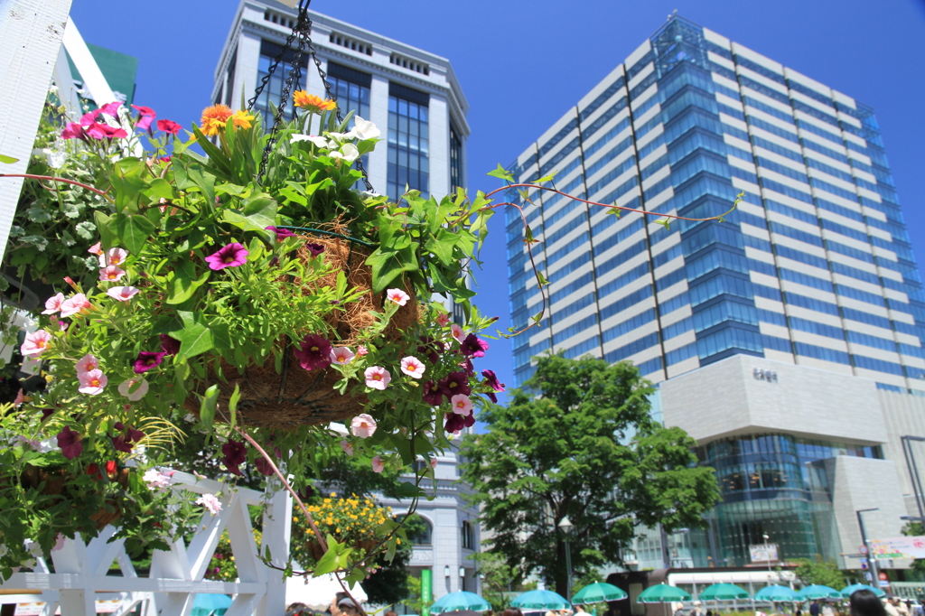 花フェスタ-大通公園-5