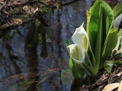 水芭蕉