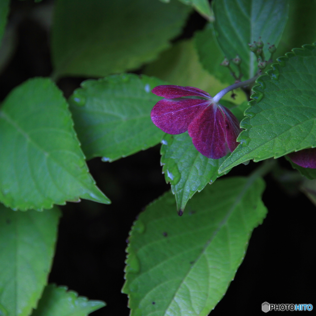 はじらいの紫陽花