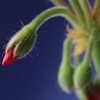 Pelagonium