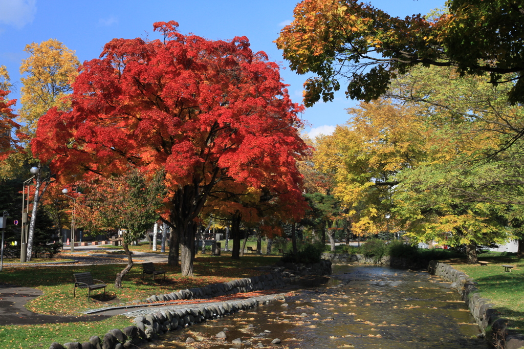 紅葉に染まって