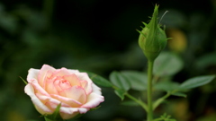 バラの咲くころ