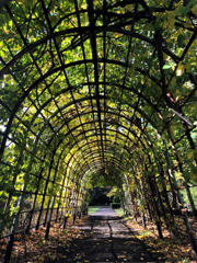 初秋の緑のトンネル