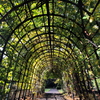 初秋の緑のトンネル