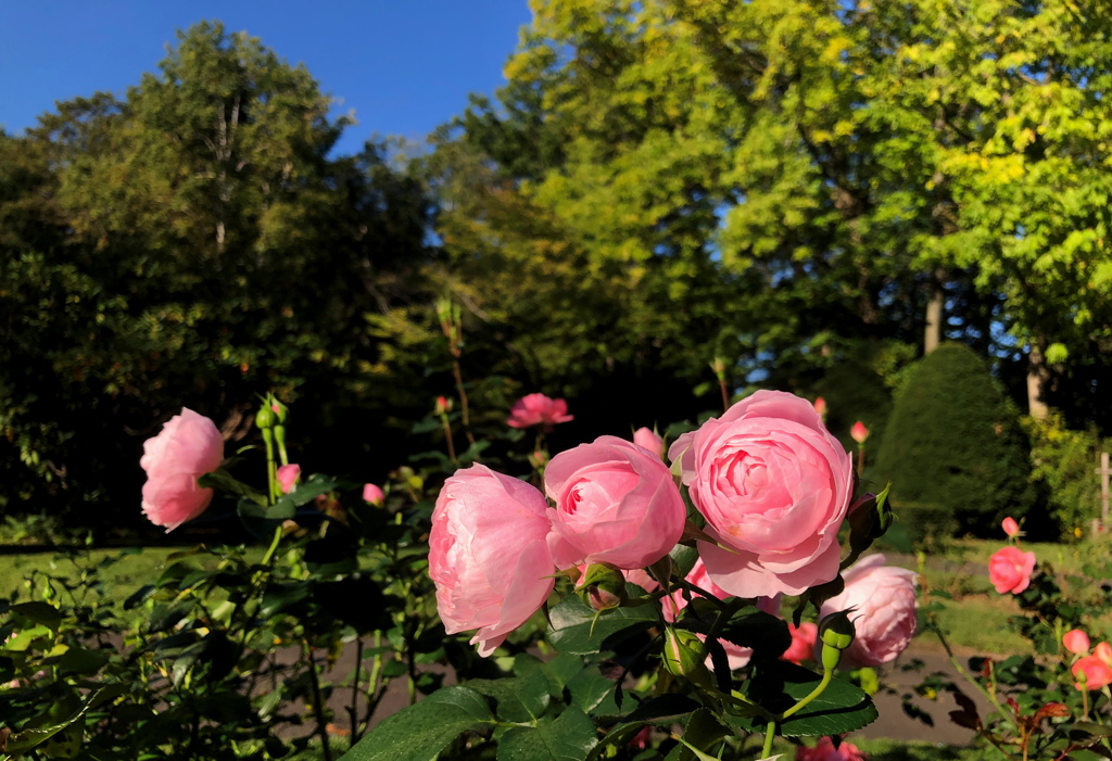 秋バラの咲く公園