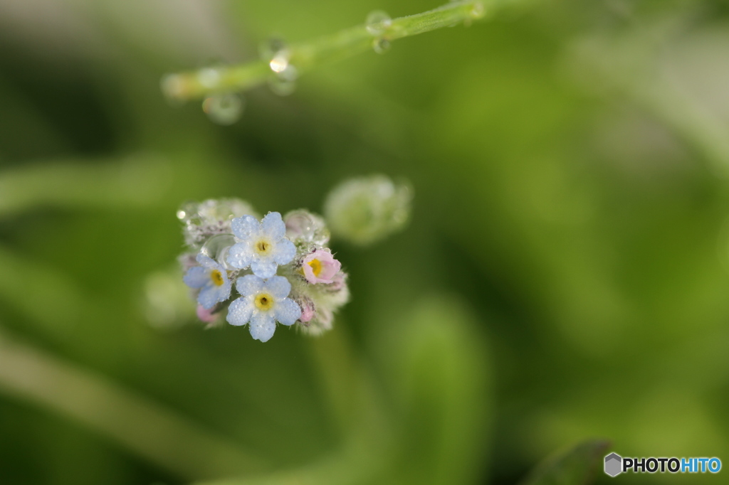 朝露におぼれた勿忘草