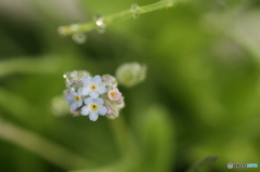 朝露におぼれた勿忘草