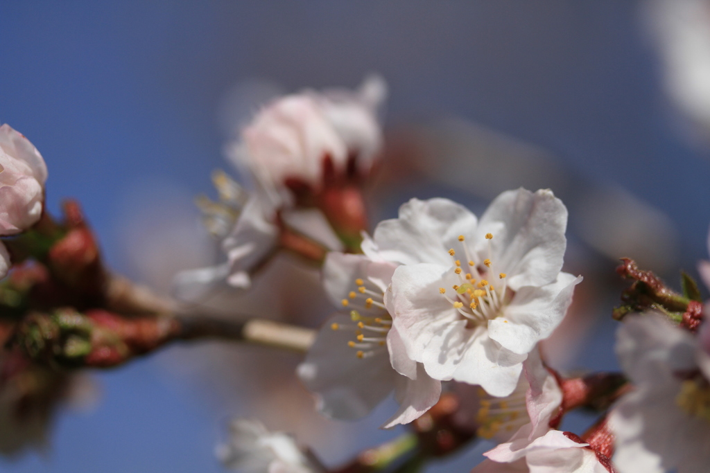 Sakura