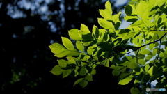 季節に逆光（逆行）