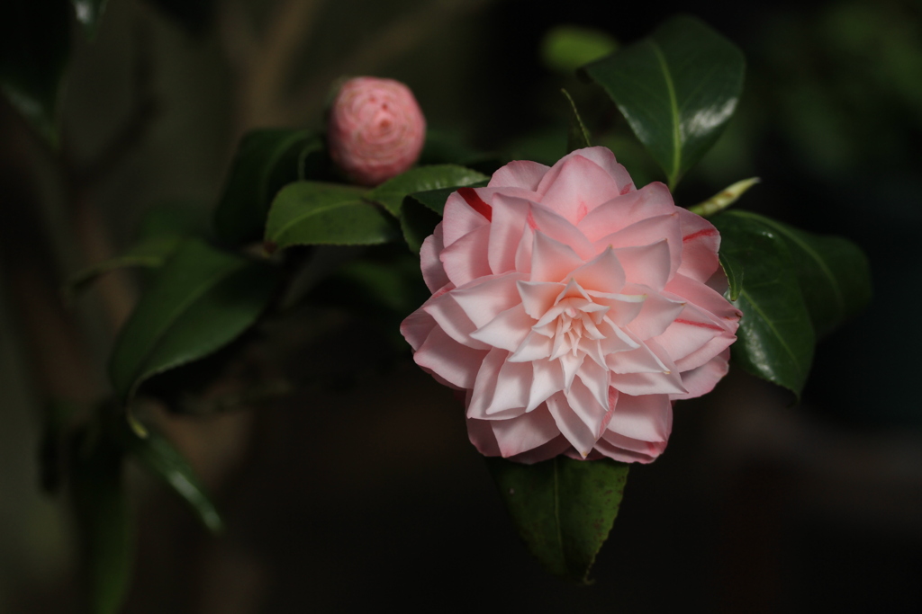 ４月の頃　温室の花　百合が原