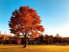 夕日に照らされて