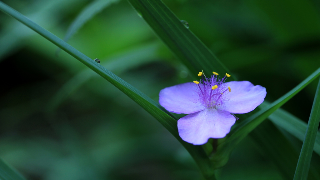 ひと雫