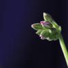 目指すは、開花　（投稿し直し）