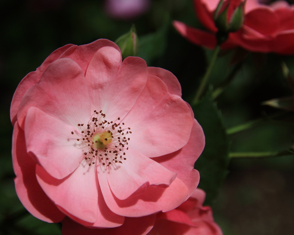 花の季節に思いを馳せる