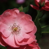 花の季節に思いを馳せる