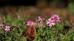 今の時期に、芝桜