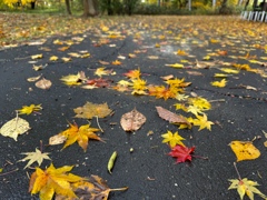 地表の紅葉