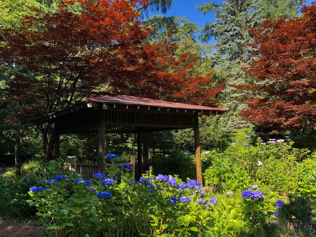 公園の朝
