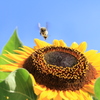 ひまわり惑星に着陸