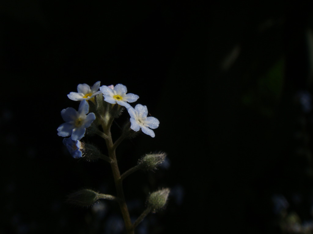 可憐な花