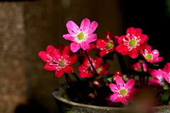 艶やかな雪割草