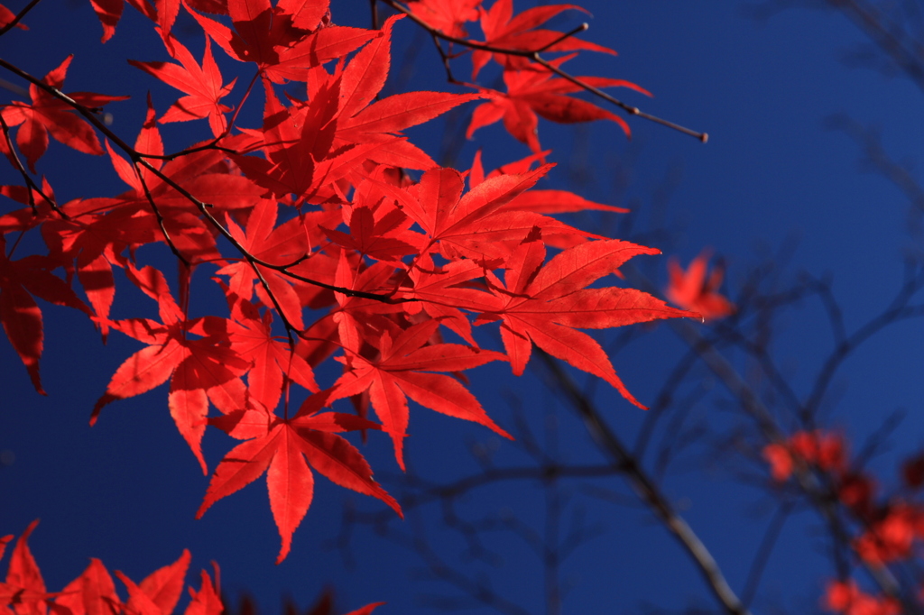 Momiji