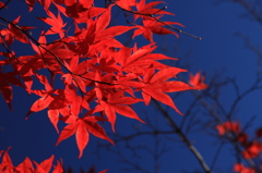 Momiji