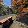 秋色ベンチ