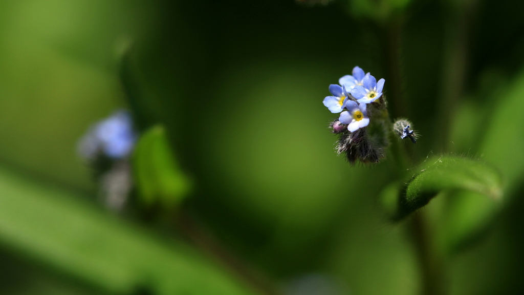 花 か 雑草か