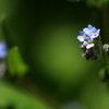 花 か 雑草か