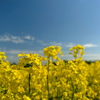 菜の花