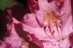 花の宴