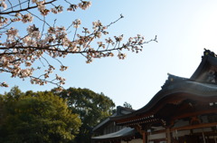 桜