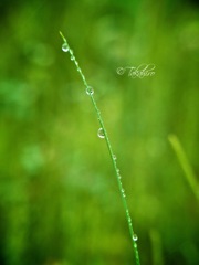 雨滴