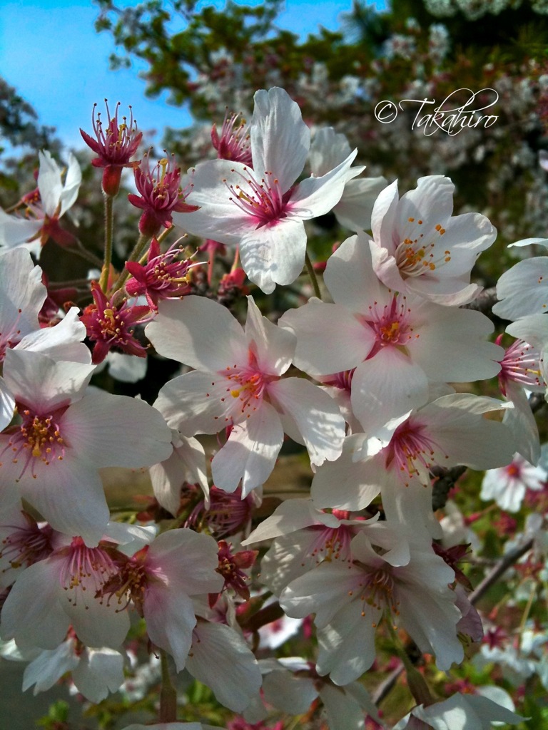 桜も、もう終わり…